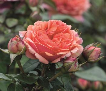 Edelrose 'Chippendale®'