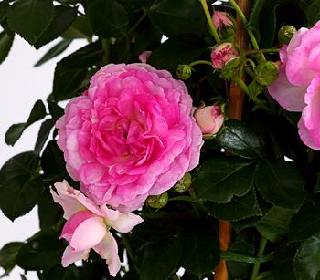 Kletterrosen, verschiedene Sorten