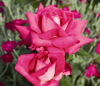 Edelrose 'Acapella®'