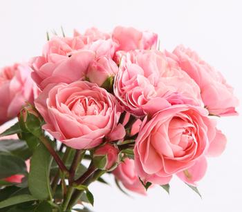 Rosenmix Edel- und Beetrosen von Dehner, Gelb / Apricot Zartrosa Rosa Pink Rot Weiß Creme