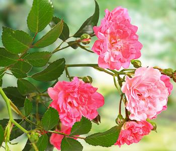 Rose 'The Fairy ', Stämmchen von Dehner, Rosa