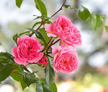 COURTYARD® Kletterrosen