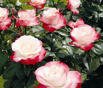 Edelrose 'Nostalgie ' von Dehner, Creme, Rot