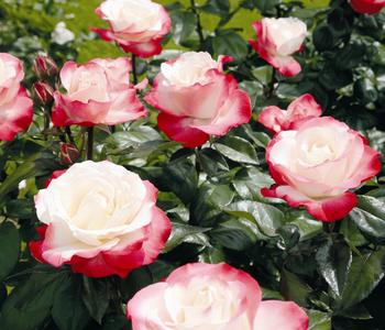 Nostalgie -Edelrose Rosenromantik, 3er-Set von Dehner, Creme, Rot