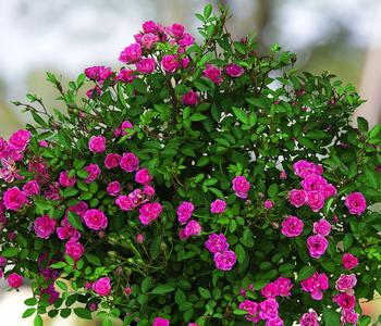 Balkonrose 'Lilly Rose®'