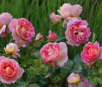 Edelrose 'Dornburger Schlossrose'