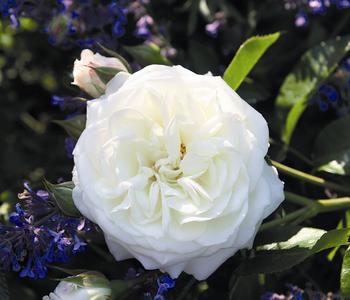 Beetrose 'Alabaster®'