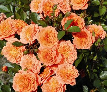 Zwergrose 'Ninetta®'