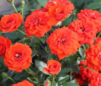 Zwergrose 'Orange Babyflor®'