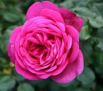 Edelrose 'J.W.v. Goethe Rose®'