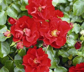 Bodendeckerrose 'Matador®'