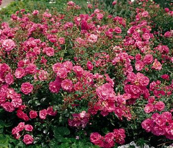 Bodendeckerrose 'Mirato®'