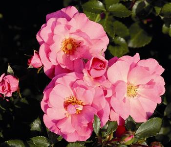 Rose 'Mirato ', Stämmchen von Dehner, Rosa