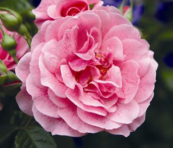 Kletterrose 'Camelot ' von Dehner, Rosa