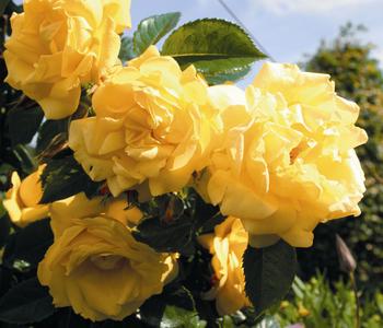 Kletterrose 'Dukat ' von Dehner, Gelb