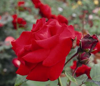 Kletterrose 'Santana ' von Dehner, Rot, Dunkelrot