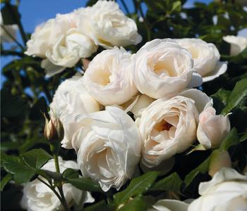Kletterrose 'Uetersener Klosterrose ' von Dehner, Weiß