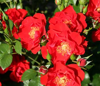 Strauchrose 'Paprika ' von Dehner, Hellrot