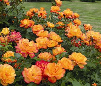 Strauchrose 'Sahara®'