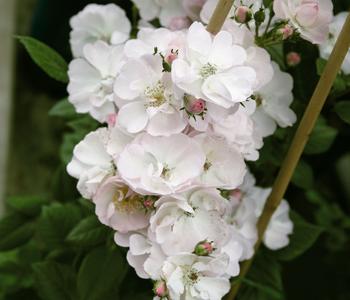 Ramblerrose 'Perennial Blush ' von Dehner, Zartrosa / Weiß