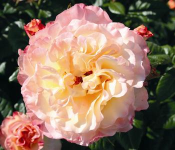 Edelrose 'Aquarell®'