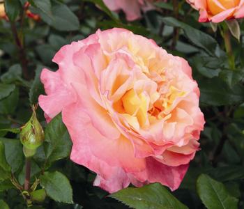 Edelrose 'Augusta Luise®', Stämmchen