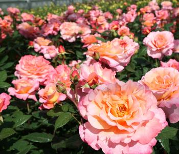 Edelrose 'Augusta Luise®'