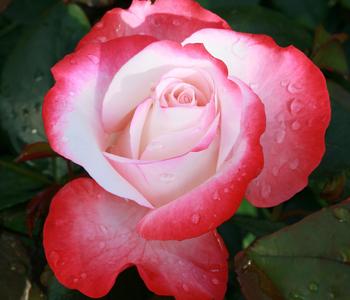 Edelrose 'Nostalgie®', Stämmchen