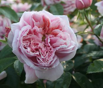 Edelrose 'Schöne Maid®'