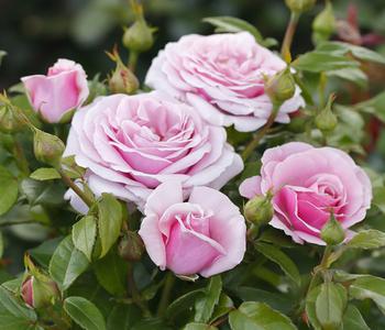 Edelrose 'Pacific Blue ' von Dehner, Lavendel