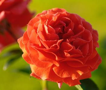 Kletterrose 'Naranga ' von Dehner, Orange