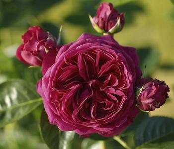 Nostalgie -Edelrose 'Marietta ' von Dehner, Dunkelrot