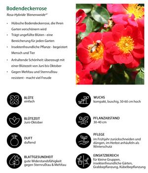 spargelwasser als dnger Spargel-Flssigdnger 500 ml