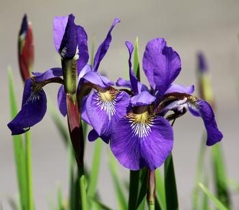 Bio Deutsche Schwertlilie, dunkelblau