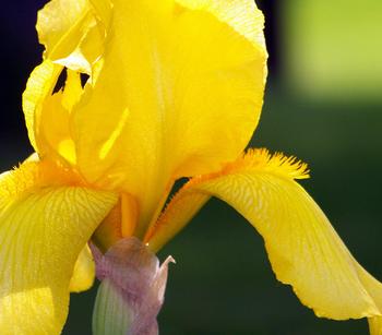 Bio Deutsche Schwertlilie, gelb