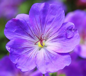 Bio Storchschnabel 'Rozanne®'