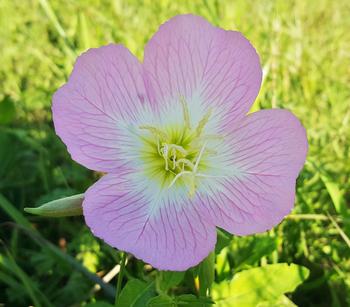 Bio Nachtkerze 'Siskiyou'