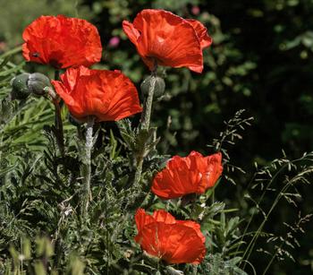 Türkischer Riesenmohn