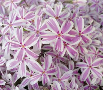 Bio Teppich-Phlox 'Candy Stripes'