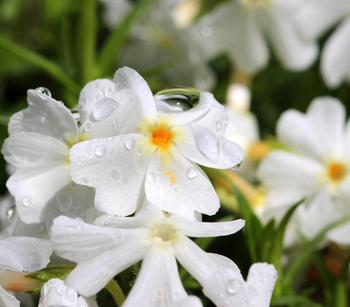 Bio Polster-Phlox 'White Delight'