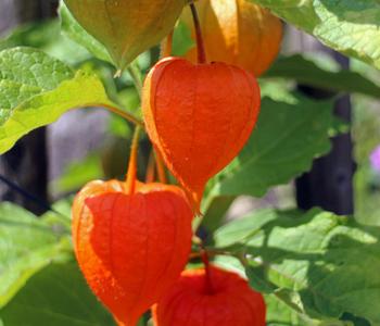 3 x Lampionblume von Dehner, Orange - Mindestbestellmenge: 3 Stk.