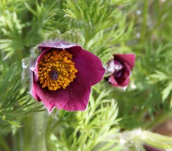 Bio Gemeine Küchenschelle, rot