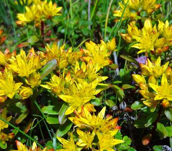 Bio Gold-Fetthenne 'Weihenstephaner Gold'