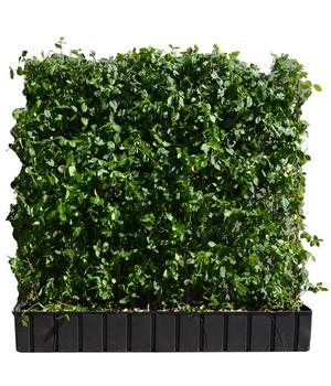 Hecke am laufenden Meter Kletternder Spindelstrauch 'Coloratus', ca. 100 cm, Dunkelgrün