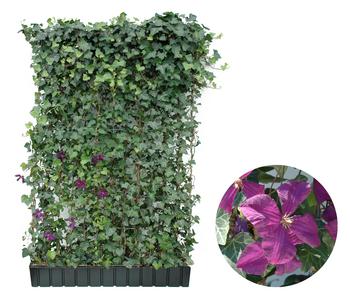 Hecke am laufenden Meter Color - Efeu mit Clematis, ca. 180 cm, Lila