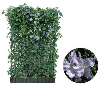 Hecke am laufenden Meter Color - Efeu mit Clematis, ca. 180 cm, Lavendel