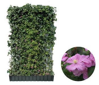 Hecke am laufenden Meter Color - Efeu mit Clematis, ca. 180 cm, Rosa