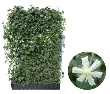 Hecke am laufenden Meter Color - Efeu mit Clematis, ca. 180 cm, Weiß