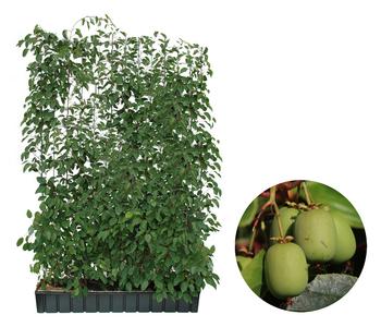 Hecke am laufenden Meter Genuss - Traubenkiwi, ca. 180 cm, Dunkelgrün