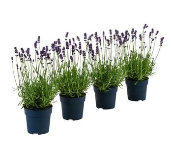 Duft-Lavendel 'Felice', 4er-Set